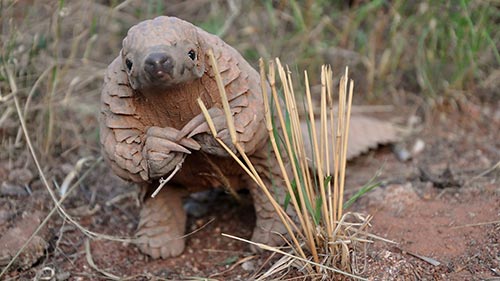 Pangolins - The World's Most Wanted Animal
