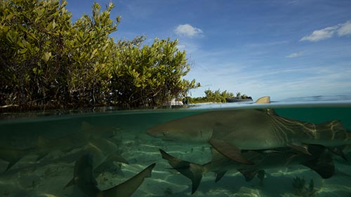 Shark Gangs