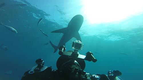 World's Biggest Bullshark?