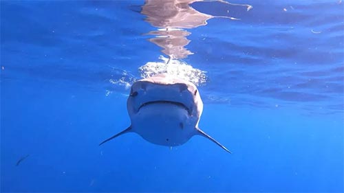 The Sharks of Hawaii