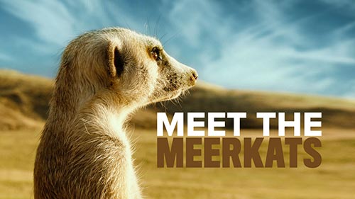 Meet the Meerkats