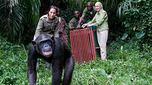 Rescued Chimpanzees of the Congo with Jane Goodall