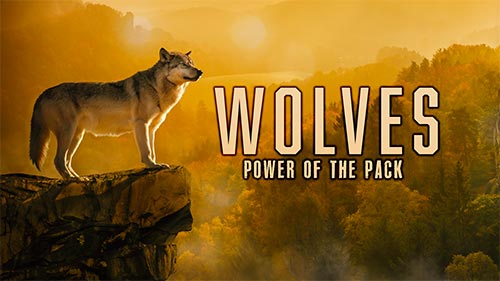 Wolves: Power of the Pack