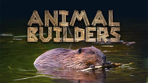 Animal Builders
