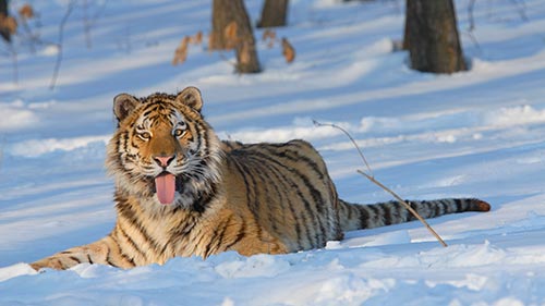 Russia's Wild Tiger