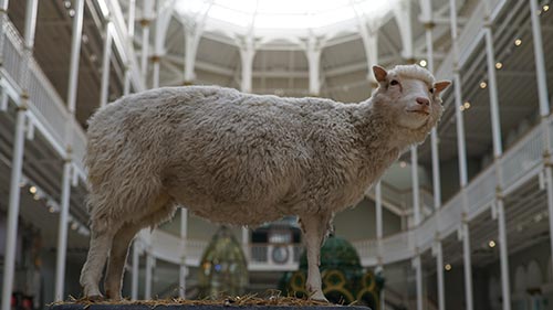 Dolly: The Sheep that Changed the World