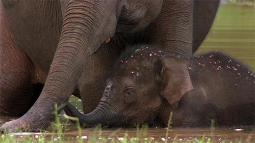 Elephants: Changing Lives