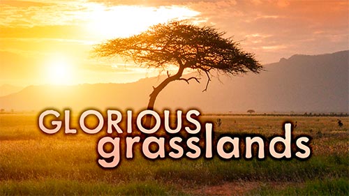 Glorious Grasslands