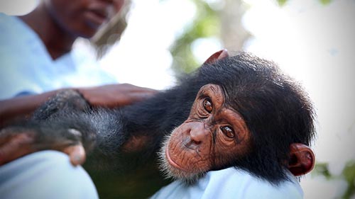 Baby Chimp Rescue