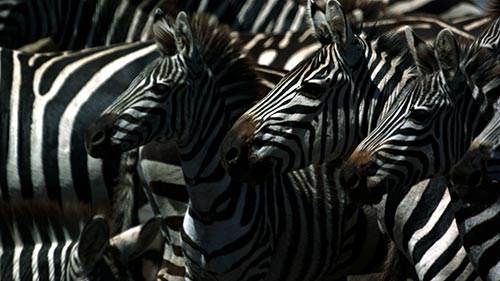 Zebras of the Serengeti