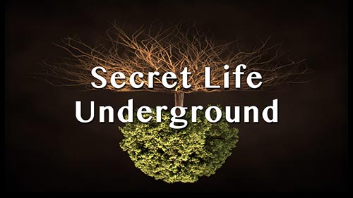 Secret Life Underground