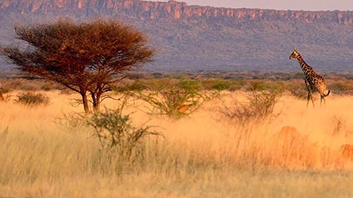 Namibia: Sanctuary of Giants