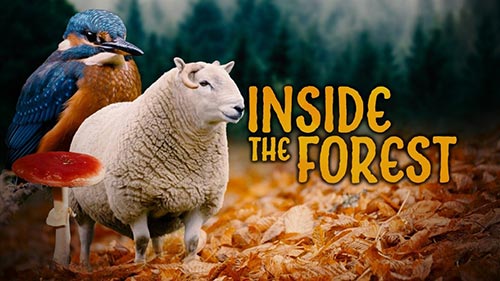 Inside the Forest: Seasons of Wonder