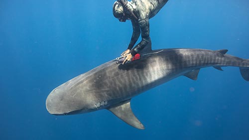 Maui Shark Mystery