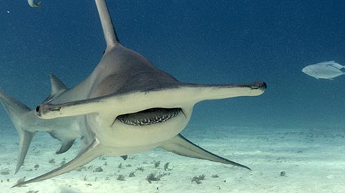 World's Biggest Hammerhead?