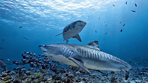 Great White vs. Tiger Shark