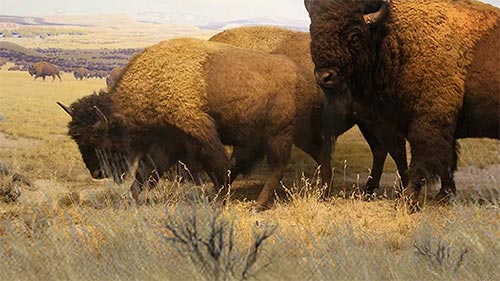 Return of the Buffalo: Restoring the Great American Prairie