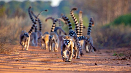 Gangs of Lemur Island