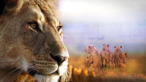 Lion: The Rise and Fall of the Marsh Pride