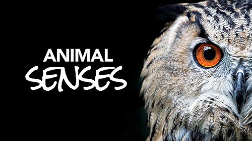 Animal Senses