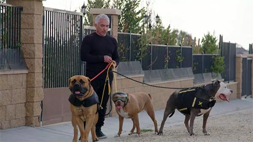 Cesar Millan: Better Human Better Dog 3