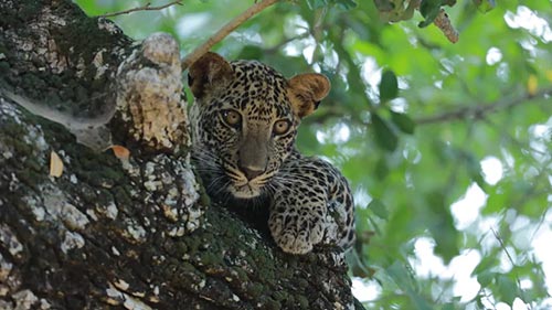 Sri Lanka: Leopard Dynasty