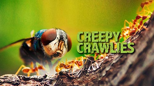 Creepy Crawlies