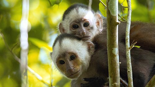 Into the Wild: Colombia