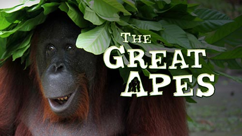 The Great Apes