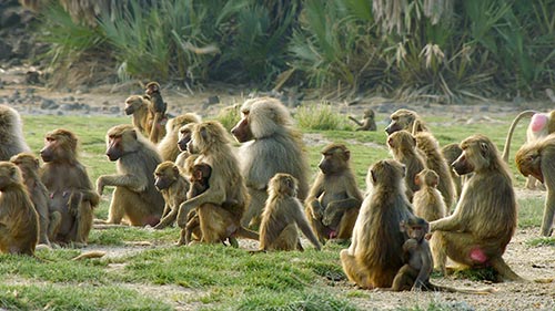 Baboons: Rules of the Troop