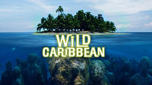 Wild Caribbean