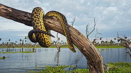 Wild Argentina: Extreme Earth