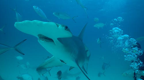 Bull Shark vs. Hammerhead