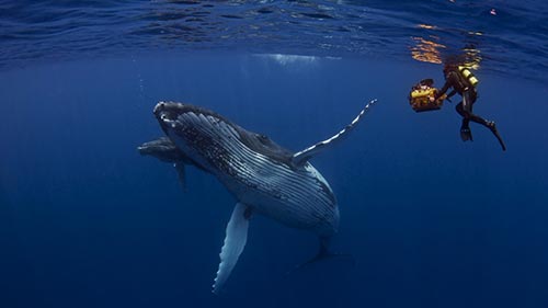 Humpback Whales: A Detective Story