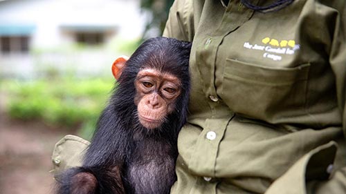 Rescued Chimpanzees of the Congo with Jane Goodall 2