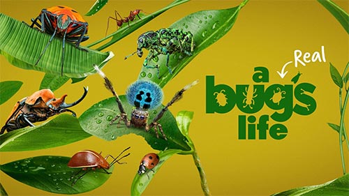 A Real Bug's Life