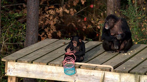 Meet the Chimps