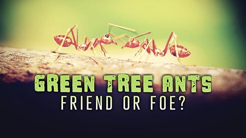 Green Tree Ants: Friend or Foe?