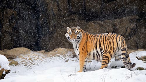Amur Tiger: Secret Kingdom