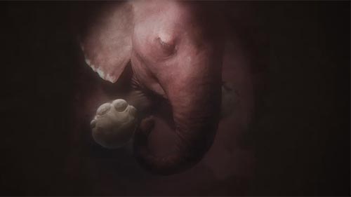 In the Womb: Animal Babies