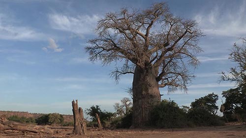 The Upside Down Tree