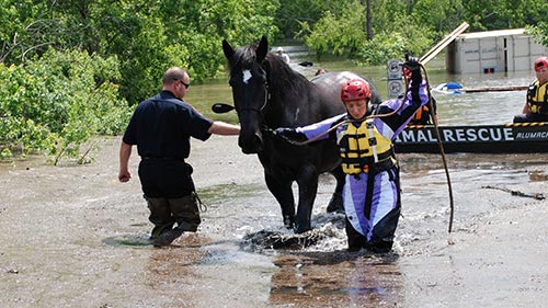 Animal Cops: Houston 7