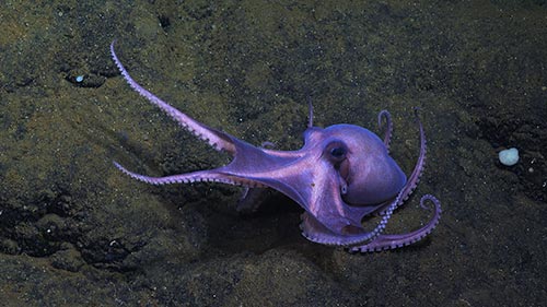 Secrets of the Octopus