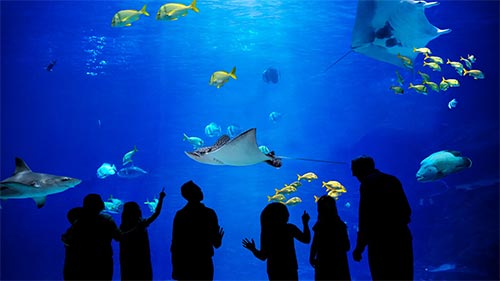 The Aquarium 2