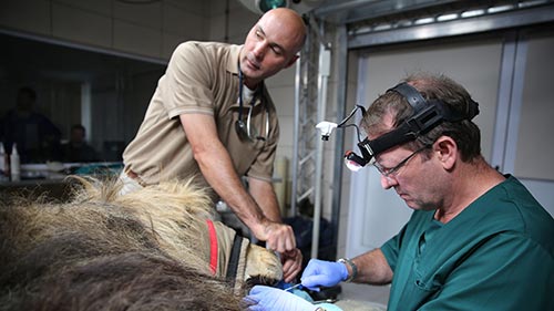 Big Animal Surgery