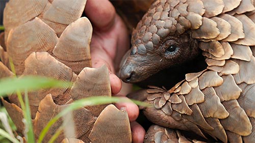 Pangolin: Kulu's Journey