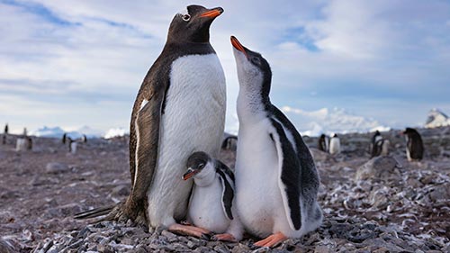 Secrets of the Penguins