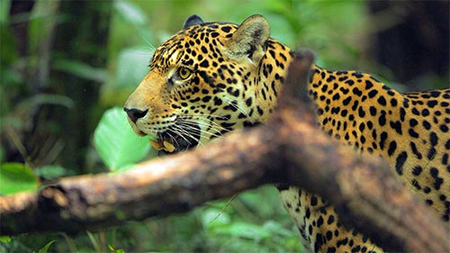 Jaguar: Jungle Icon of Guyana