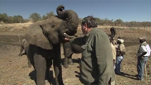 Dangerous Trails: Elephants in the Minefields