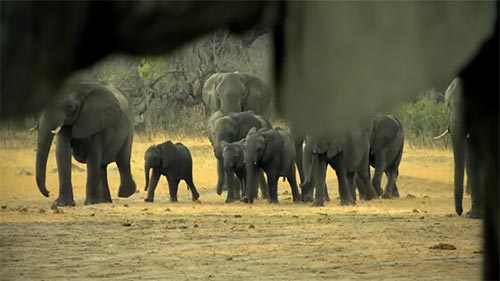 The Last Great Tuskers